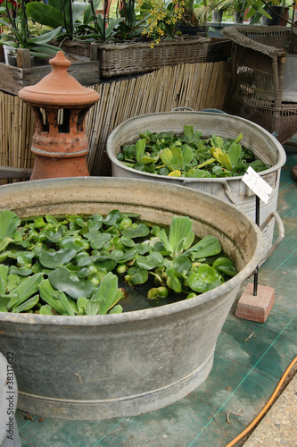 plantes grasse