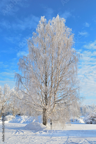 Beautiful birch-tree covered with frost