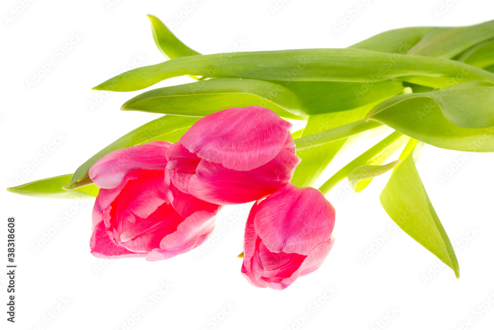 Beautiful tulips Beautiful tulips