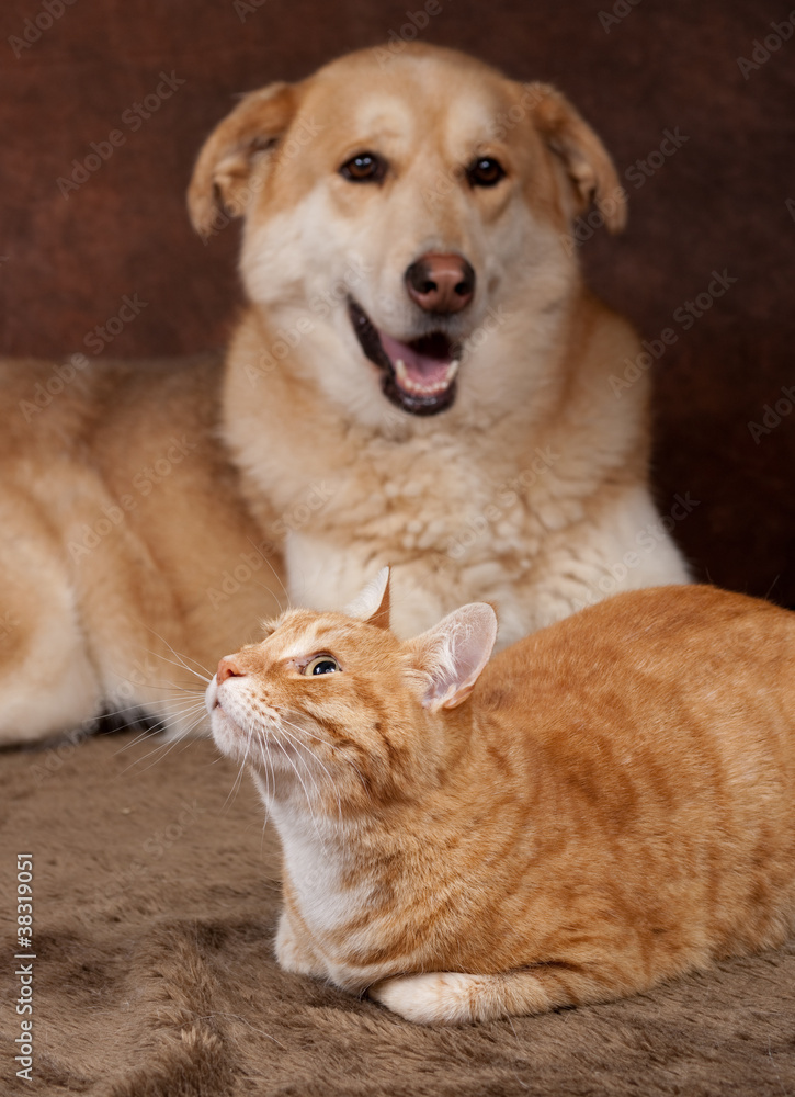 chien et chat roux ensemble