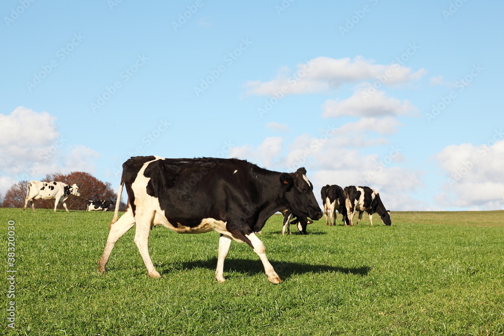 Holstein Friesian Dairy Cow Walking Across Pasture Holstein Friesian Dairy Cow Walking Across Pasture