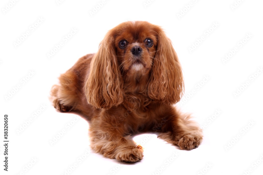 Hund Cavalier King Charles Spaniel liegend Stock Photo | Adobe Stock