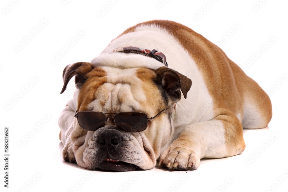 Obraz premium Hund Bulldogge mit Sonnenbrille