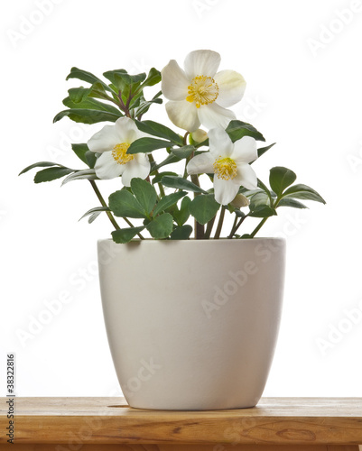 Helleborus spring flower in a flowerpot