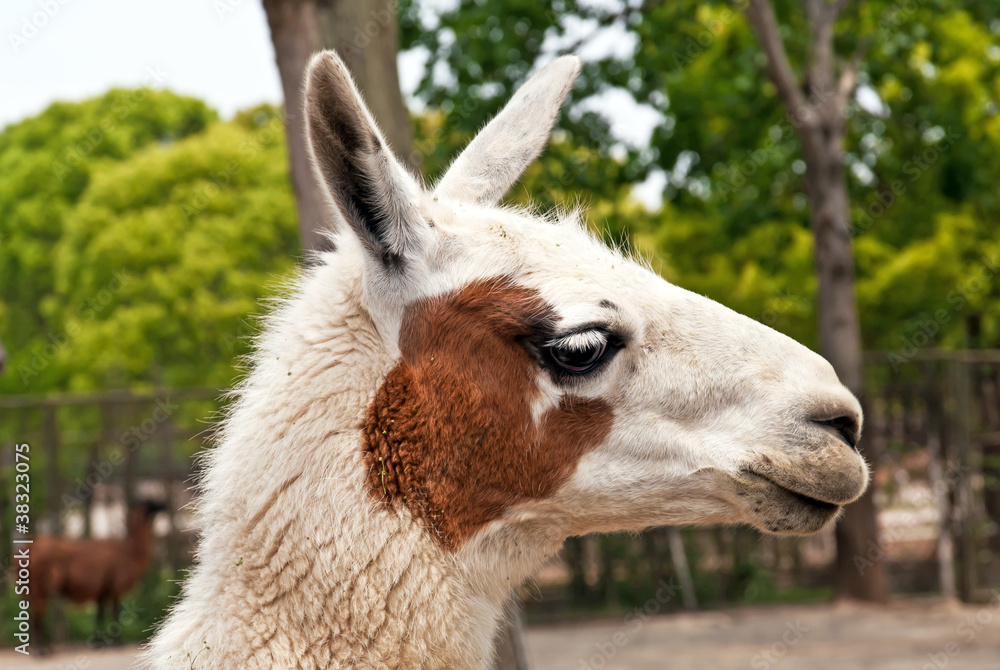 Obraz premium Lama (genus)