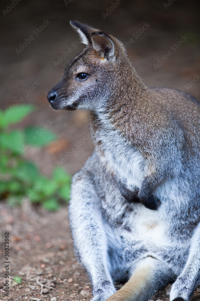 KANGAROO