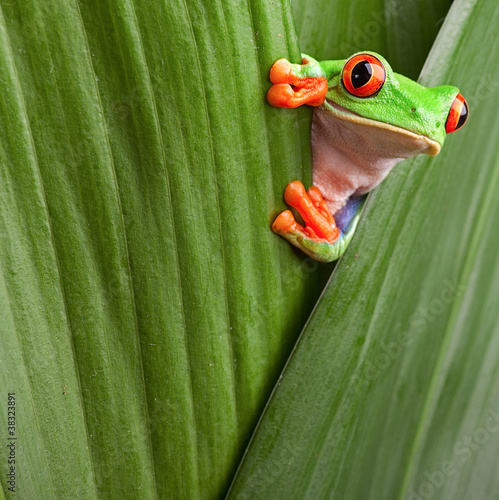 Obraz na plátně red eyed tree frog