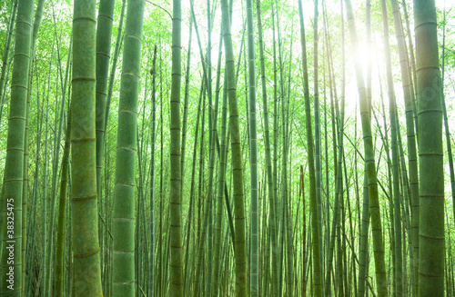 green bamboo forest with sunlight