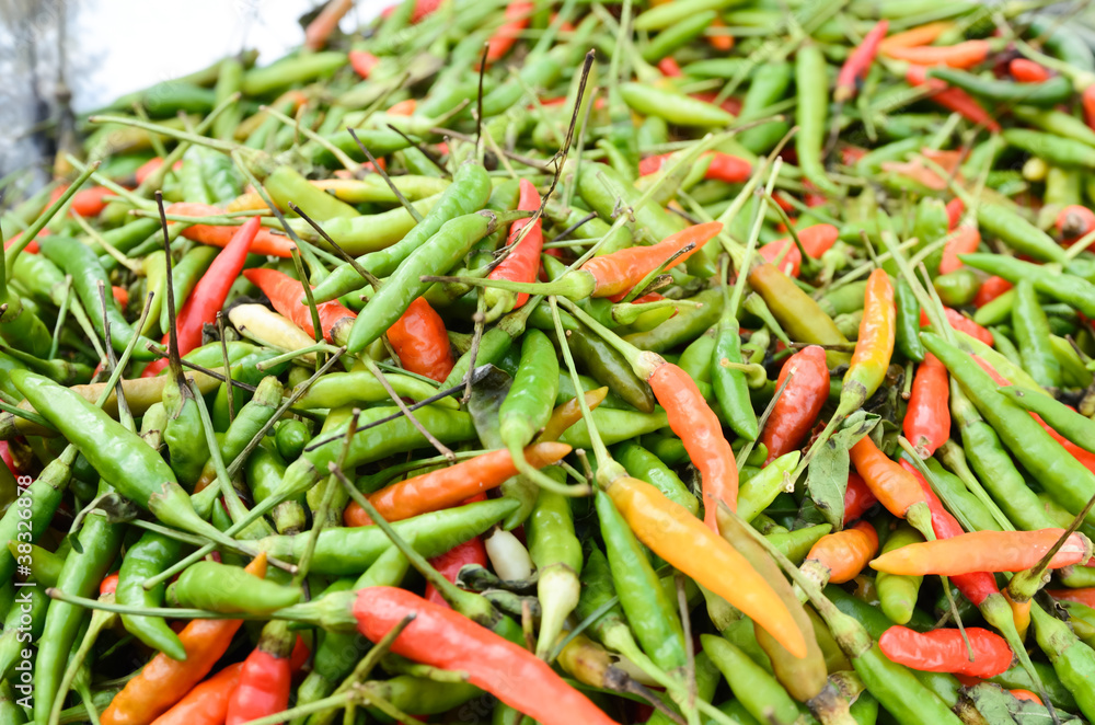 Fresh Red and Green Chili background texture Fresh Red and Green Chili background texture
