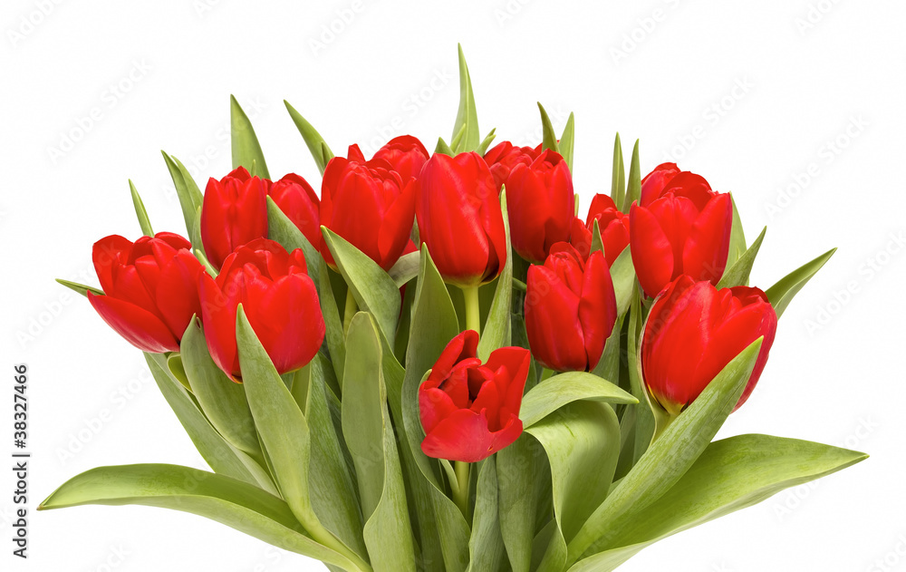Bunch of red tulips on white background Bunch of red tulips on white background