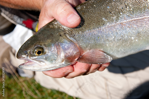 Fototapeta Naklejka Na Ścianę i Meble -  Hands holding a fish, close up profile of a rainbow trout