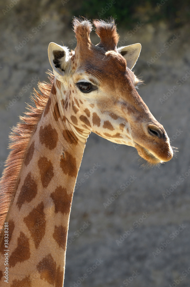 Naklejka premium Portrait of giraffe on a grey background