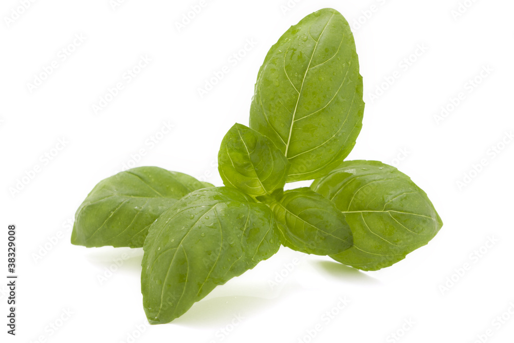 Fresh basil leaves Fresh basil leaves