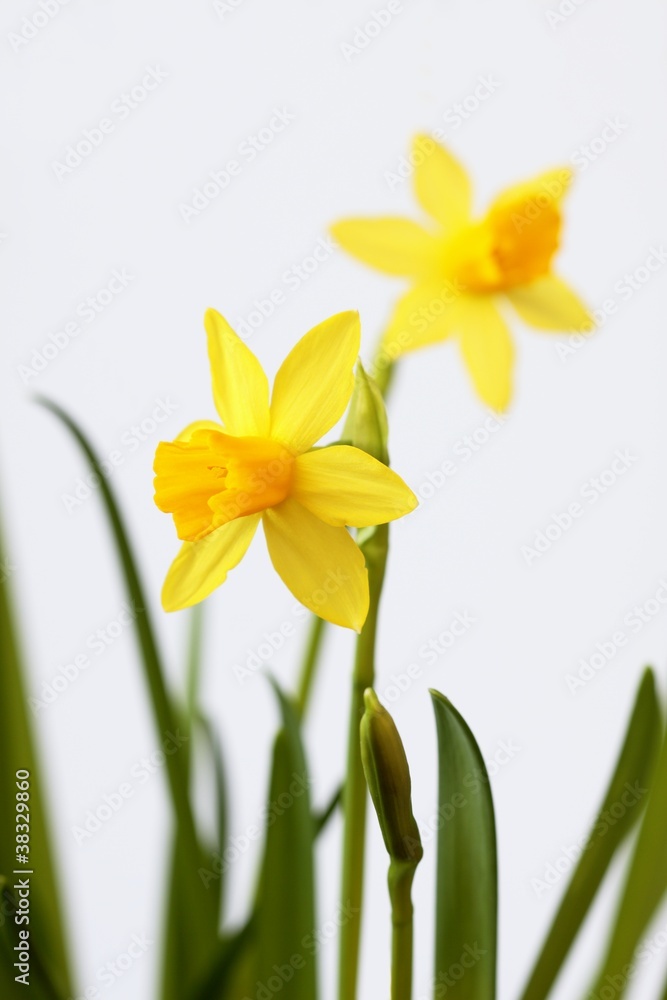 Daffodil lat. Narcissus Daffodil lat. Narcissus