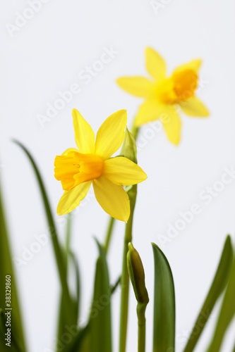 Daffodil lat. Narcissus