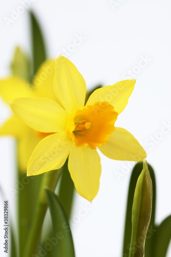 Fototapeta Naklejka Na Ścianę i Meble -  Daffodil lat. Narcissus
