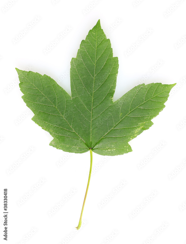 Obraz premium Beautiful green leaf isolated on white