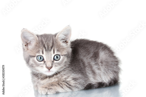 Beautiful gray kitten isolated on white