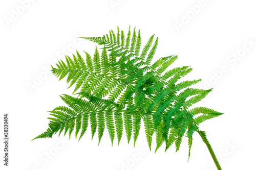 Three green leaves of fern isolated on white