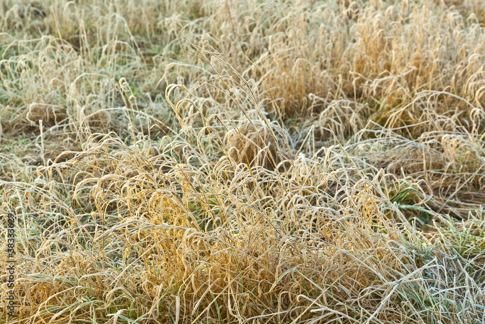 Fototapeta premium frozen grass at the meadow