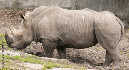 Rhinoceros in the zoo