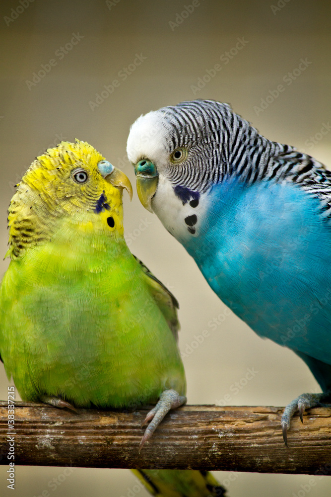 Obraz premium two budgerigar birds