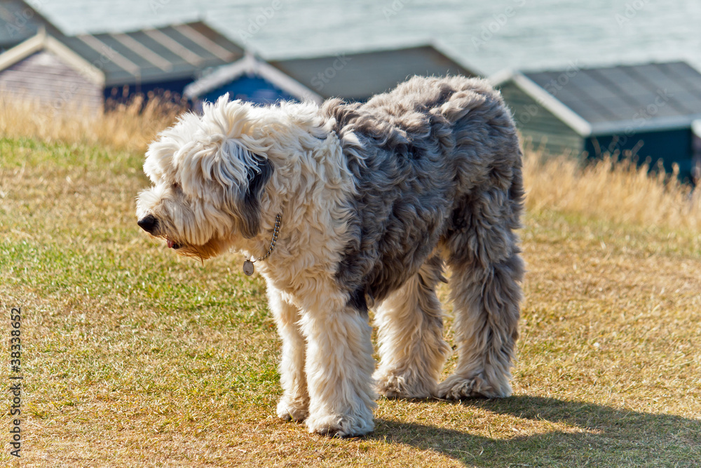 Old English Sheep Dog Old English Sheep Dog