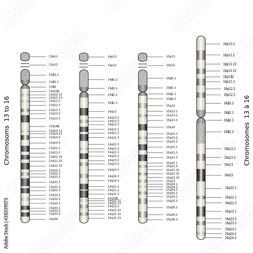 Web Art Design CHROMOSOM 13 to 16 CHROMOSOMES 13 16 médecine 10