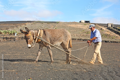 Bauer auf Lanzarote mit Esel / Konventionelle Landwirtschaft