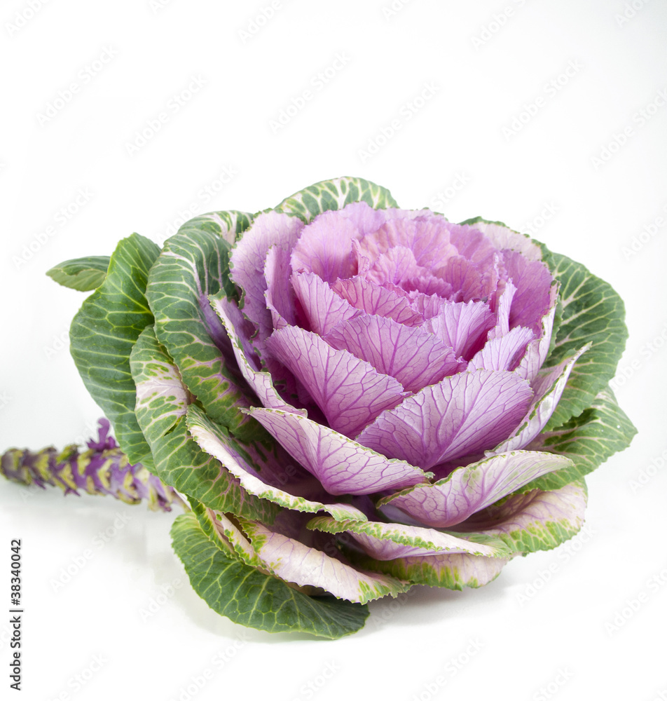 Obraz premium Ornamental cabbage