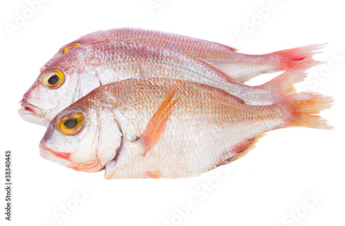 sama fish isolated on white