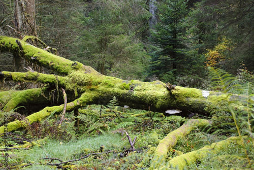 Mossy Tree in Forest