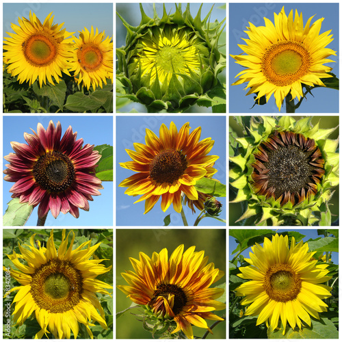 flowering sunflowers collage