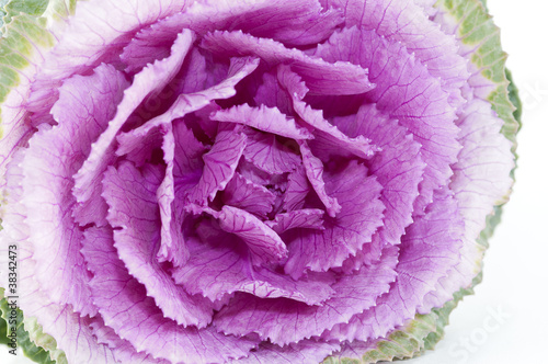 Ornamental cabbage