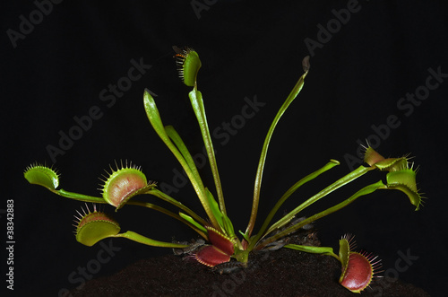 tropical carnivorous plant species dionaea with insect entrapped