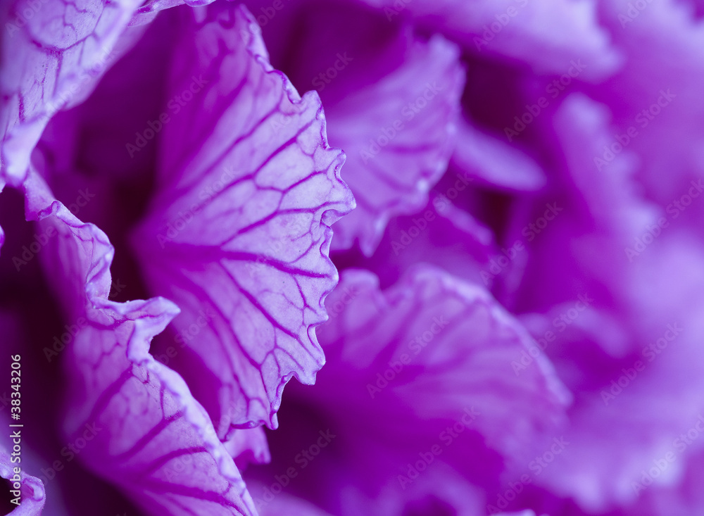 Ornamental cabbage