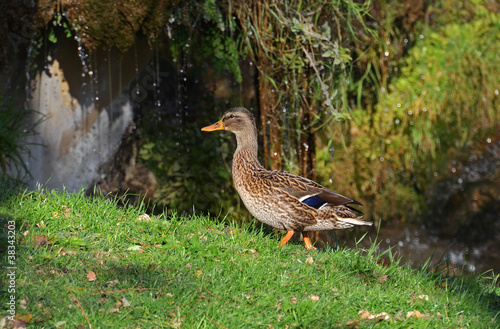 female duck walking near the waterfall in the park