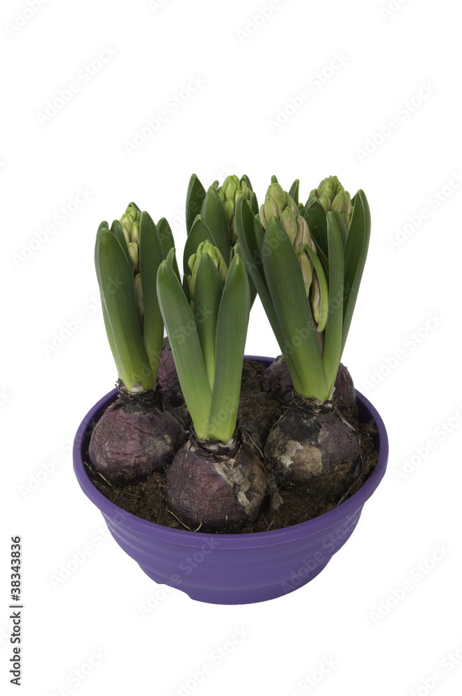 Hyacinthus bulbous in a pot (top view) Hyacinthus bulbous in a pot (top view)