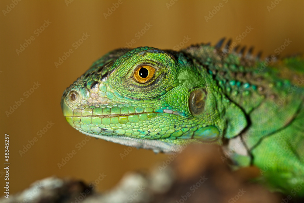 iguana head