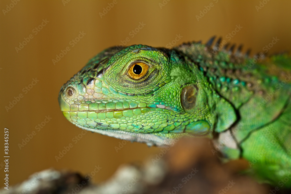Obraz premium iguana head