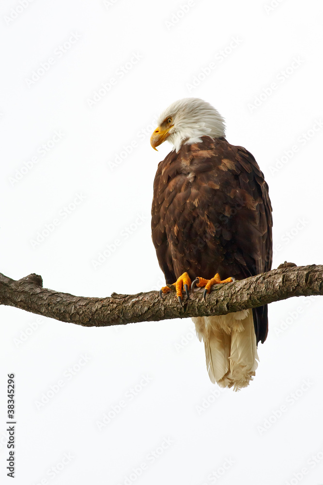 Naklejka premium Perched Bald Eagle