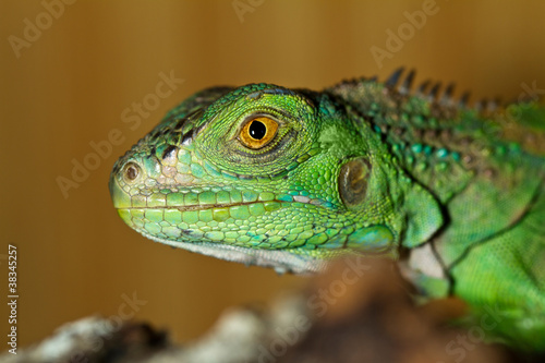 iguana head © Mauro Rodrigues