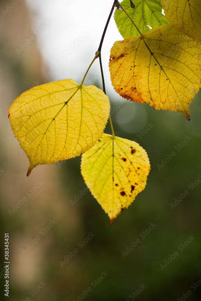beautiful leaves on a tree beautiful leaves on a tree