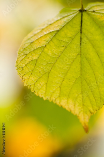 beautiful leaf on a tree