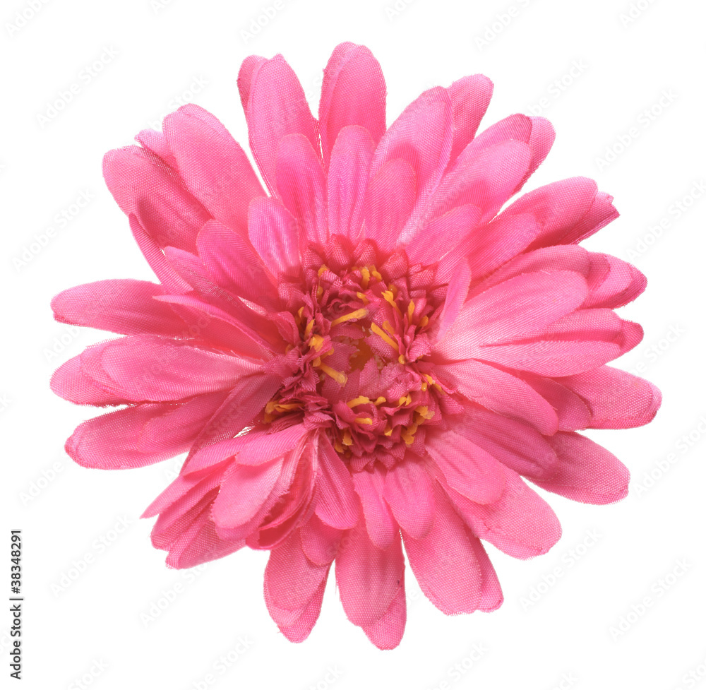 Blume Blume