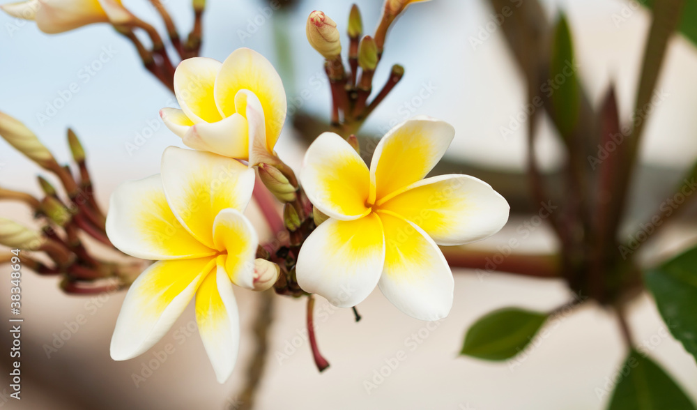 Fototapeta premium Beautiful plumeria flower in the tropical garden