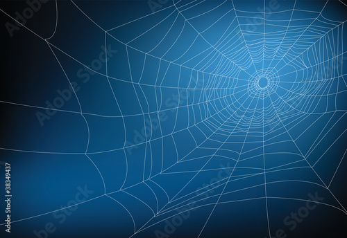 spider web