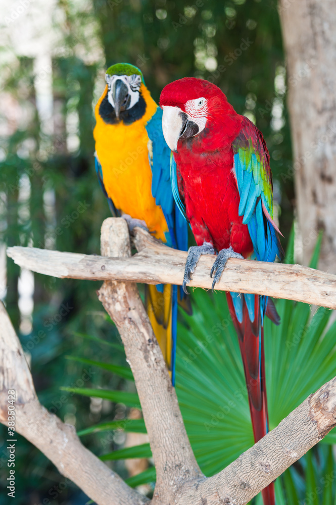 A couple of beautiful macaws
