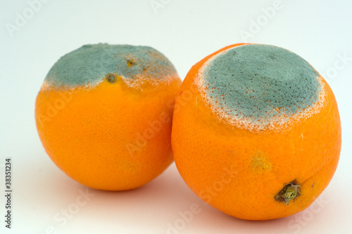 Obraz na plátně Two moldy oranges