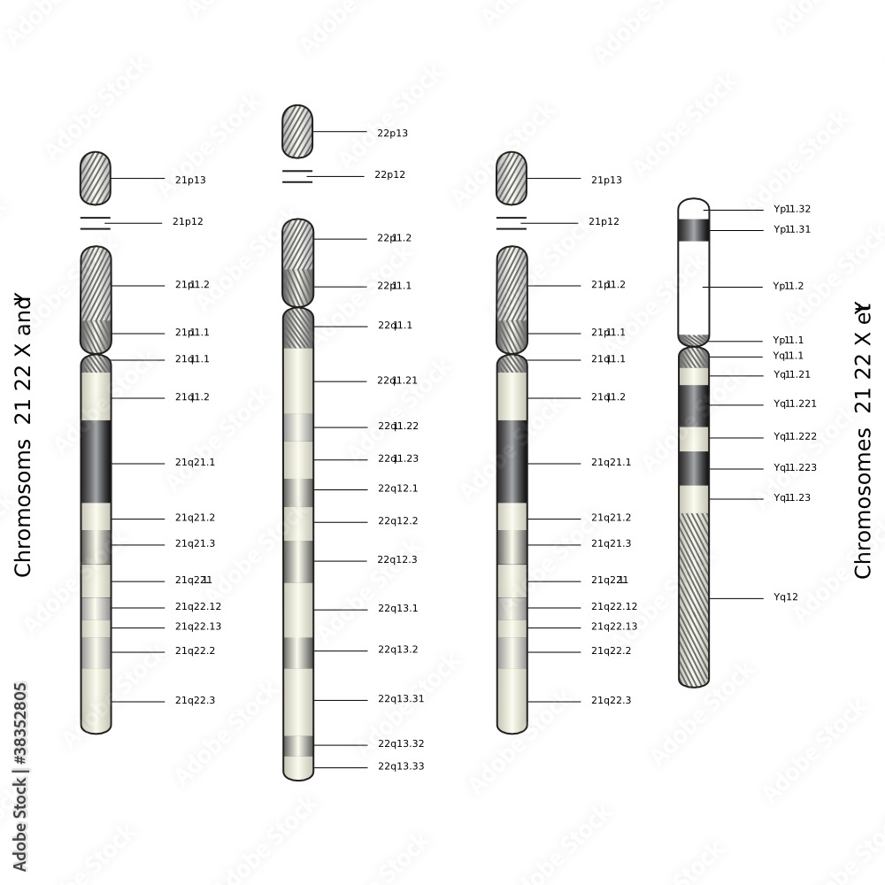 Web Art Design CHROMOSOM 21 22 X Y CHROMOSOMES médecine 10 Web Art Design CHROMOSOM 21 22 X Y CHROMOSOMES médecine 10